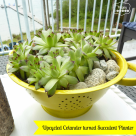upcycled colander turned succulent planter at thehappyhousie