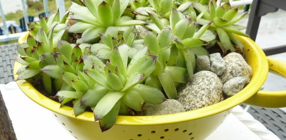 Deck it Out!: Upcycle a Colander as a Planter for Succulents