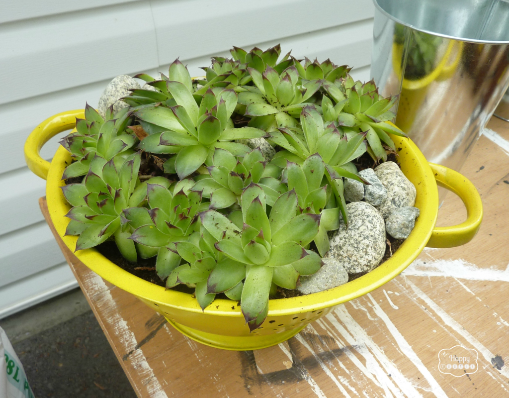 old colander planted with hens and chicks at thehappyhousie