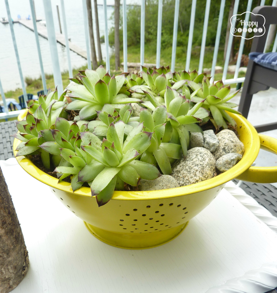 old colander turned succulent planter on the deck at thehappyhousie